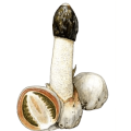 Гриб Веселка Обыкновенная (Phallus impudicus)