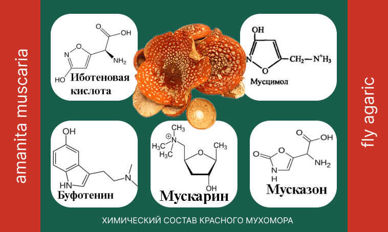 Химический состав красного мухомора