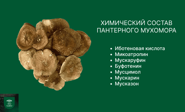 Состав пантерного мухомора