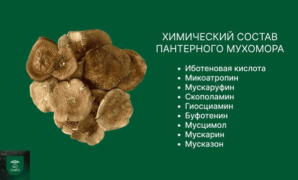 Химический состав панетрного мухомора