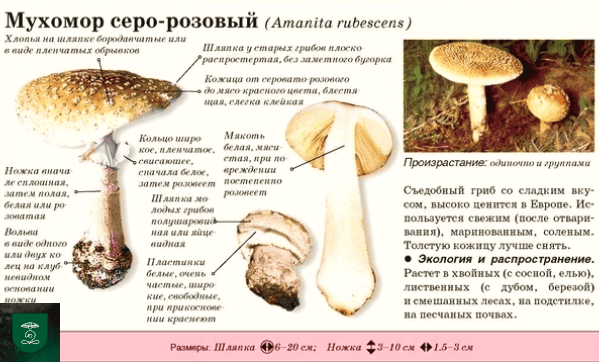 Серо-розовый мухомор: внешний вид 