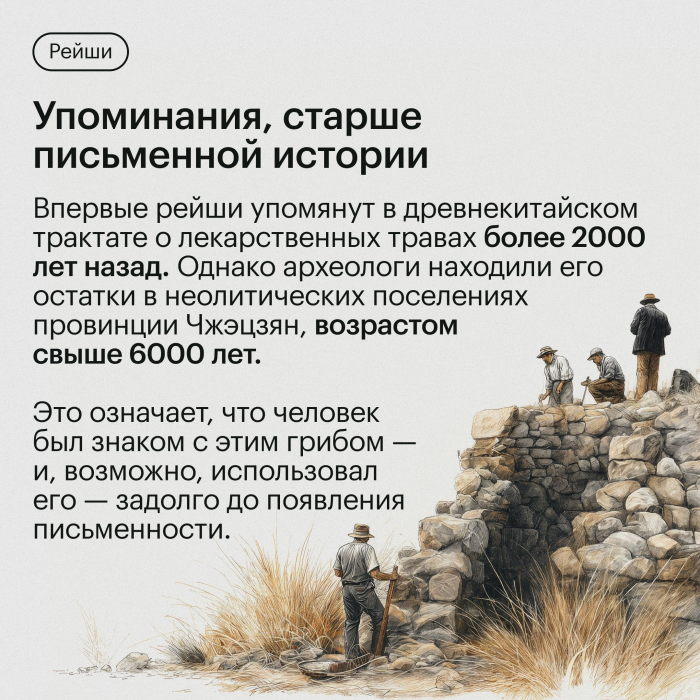 Экстракт Рейши (Ganoderma lucidum) гриб трутовик лакированный 120 капсул