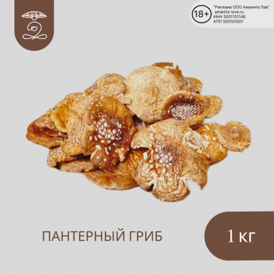 ПАНТЕРНЫЙ гриб Алтая сушеные шляпки 1 кг