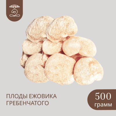 Плоды целые ЕЖОВИКА Гребенчатого 500 грамм